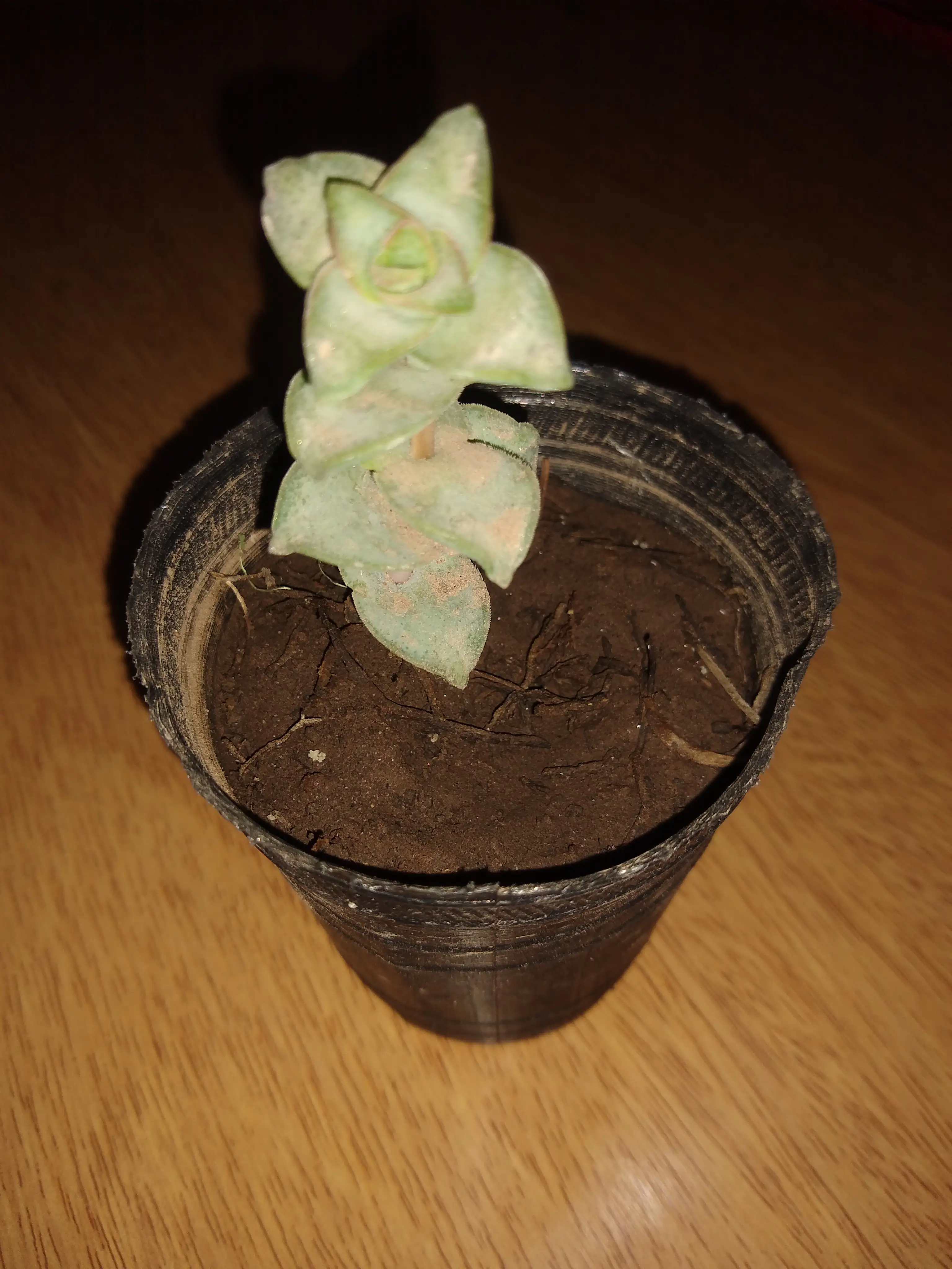 Crassula Perforata