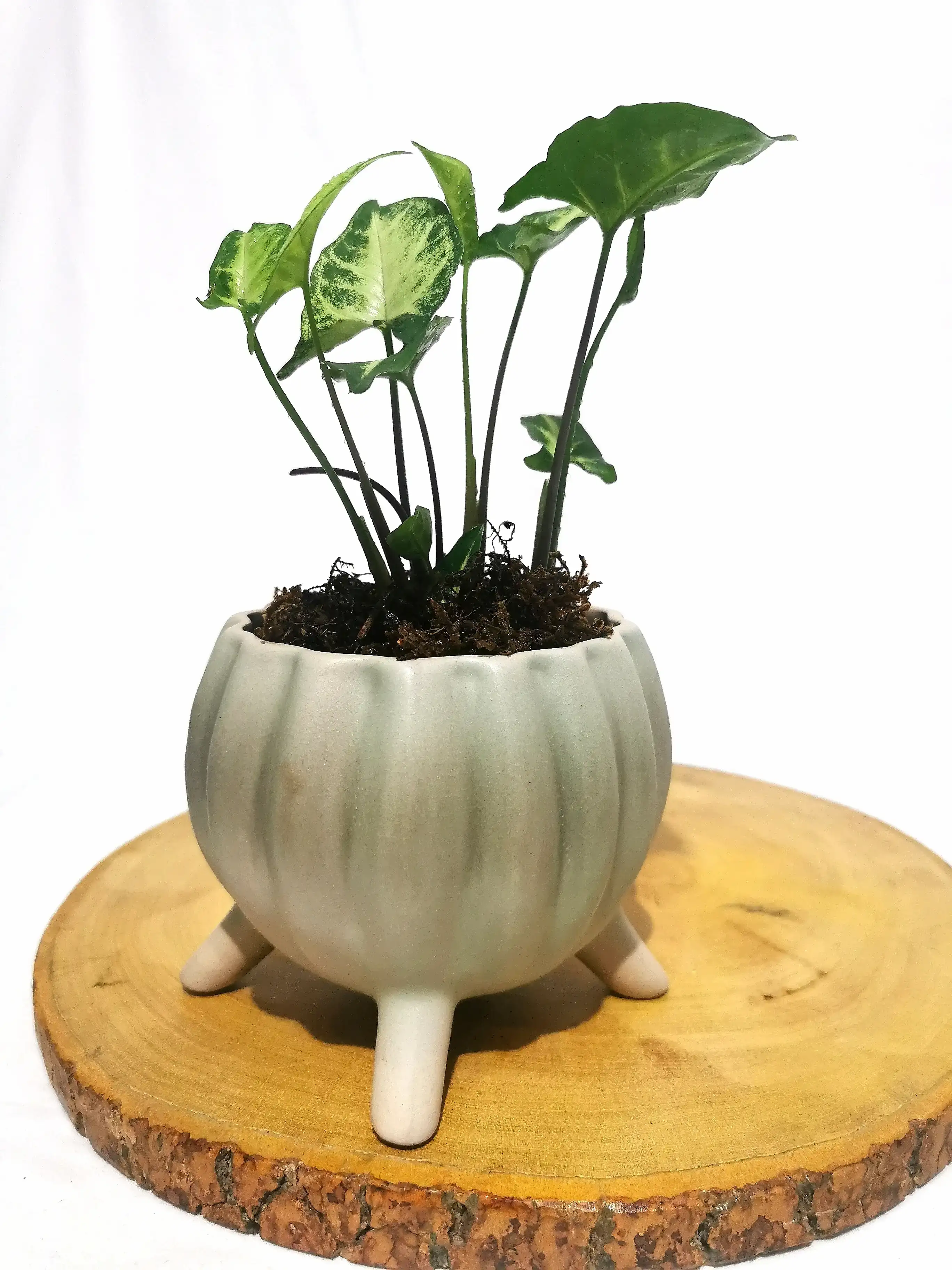 SYNGONIUM ENANO