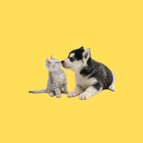 Mascotas
