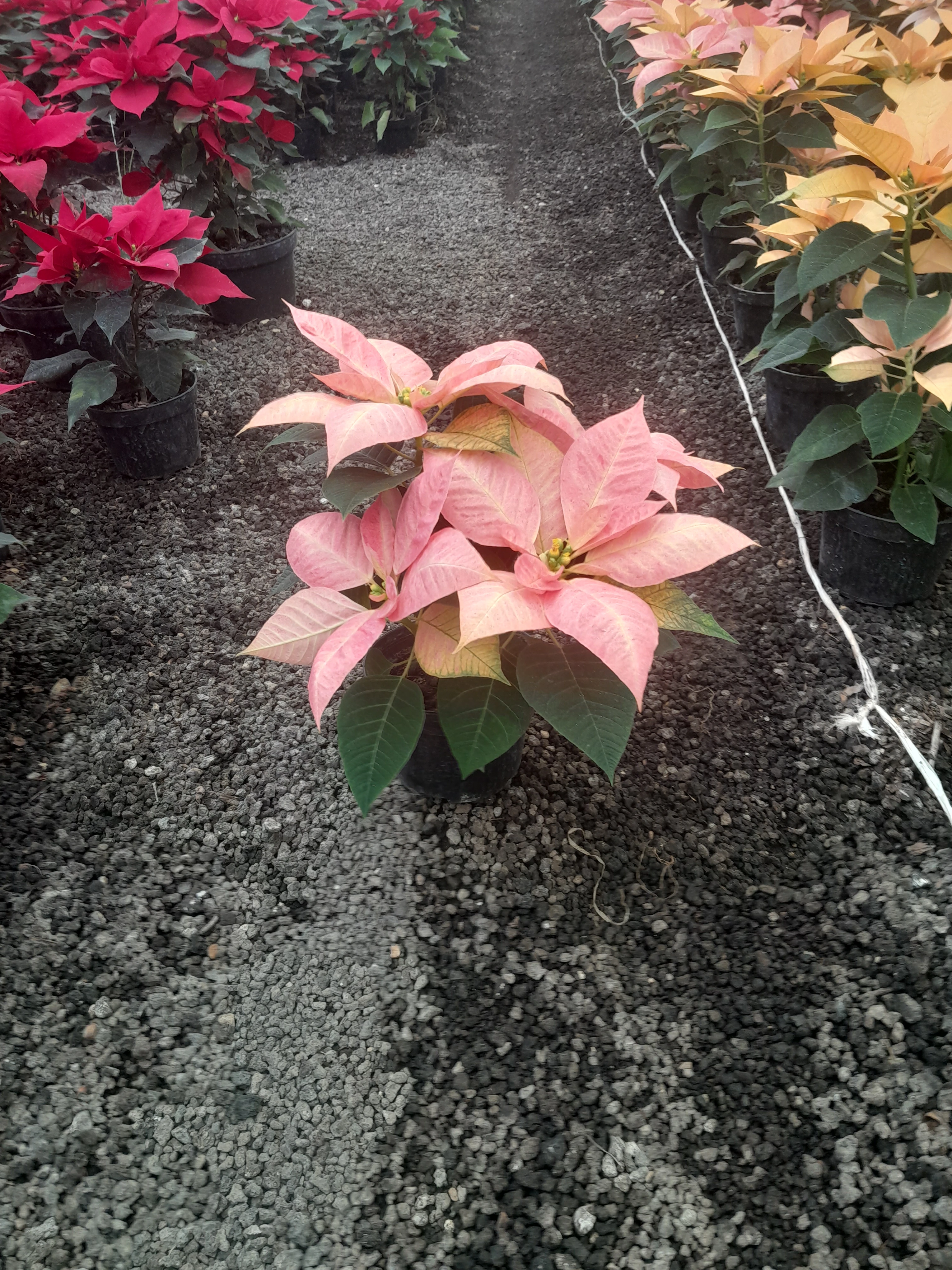 Nochebuena5" rosada