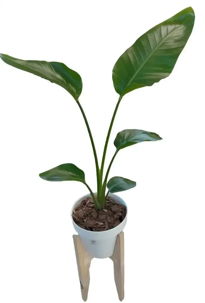 Strelitzia Nicolai 120cm c/Maceta