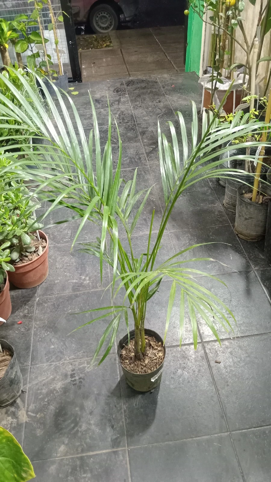 Areca