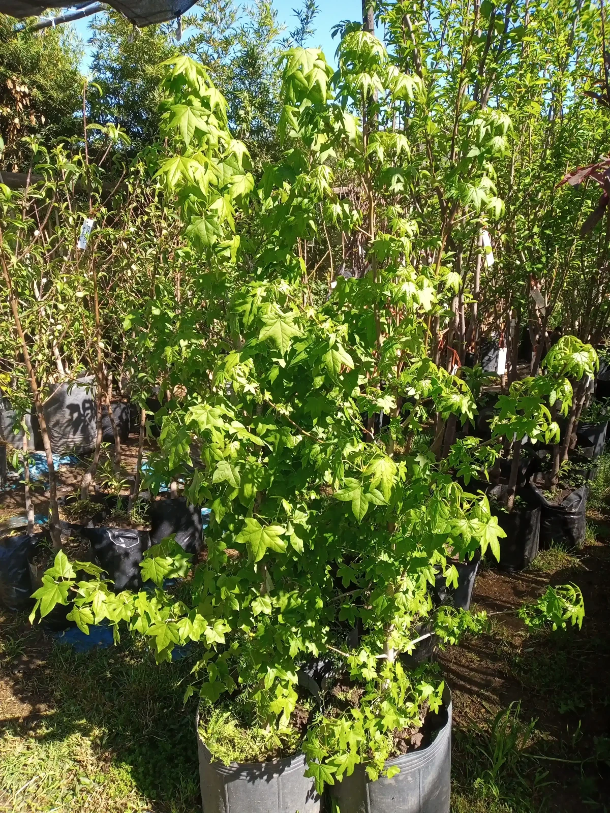 Liquidambar  3