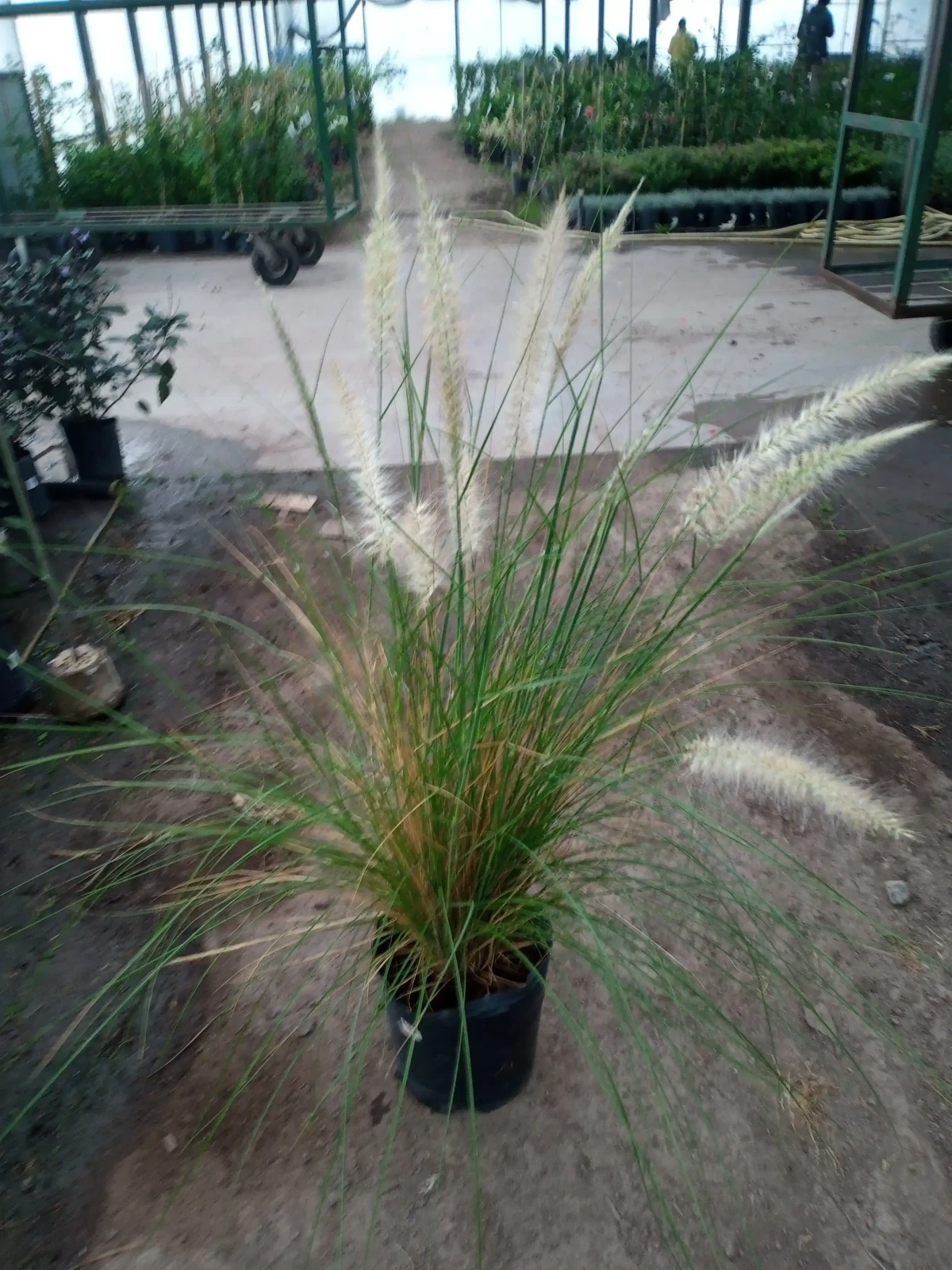 Penicetum rupelli verde 3