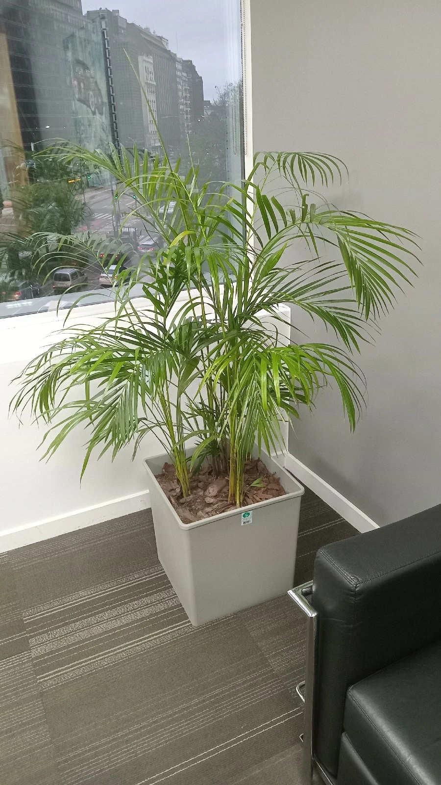 Areca en Maceta 2