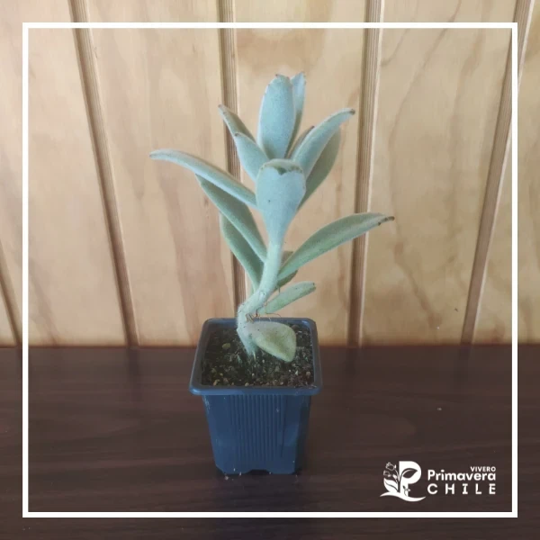 Kalanchoe Tomentosa 2