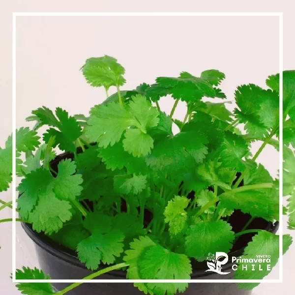 Semillas Cilantro Cultivado