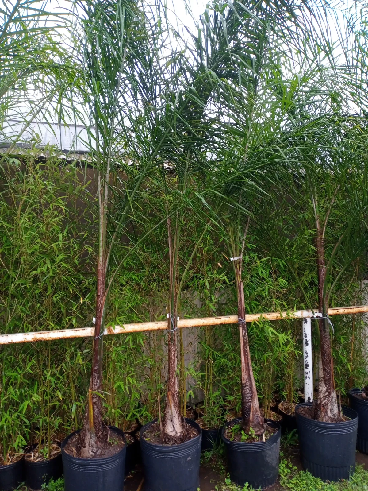 Palmera pindo 3