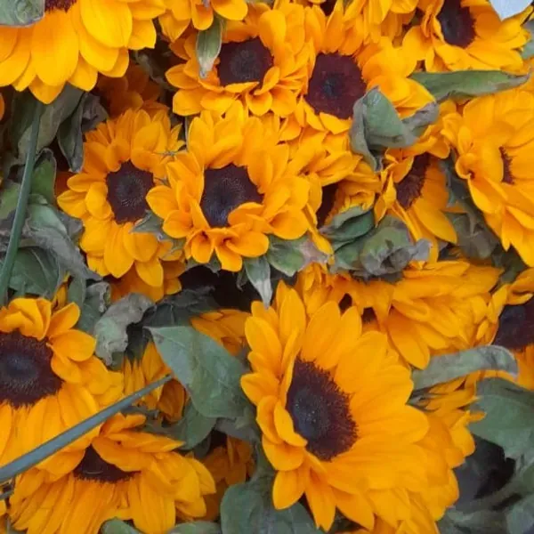 Girasoles 