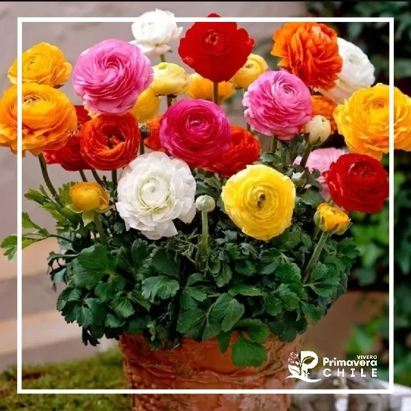 Semillas Ranunculus Variados