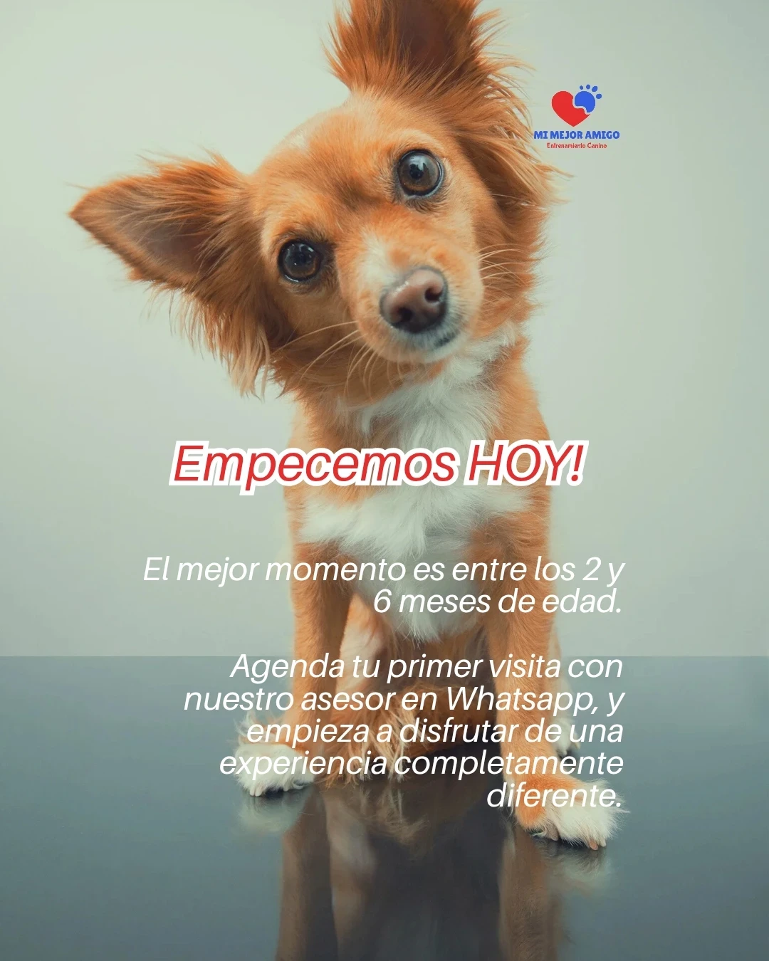 CURSO PARA CACHORROS 7