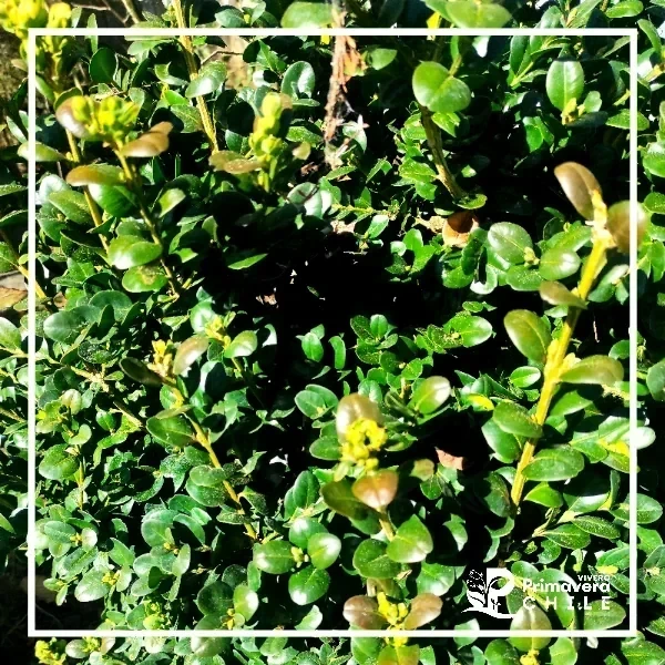 Boj Topiario Verde