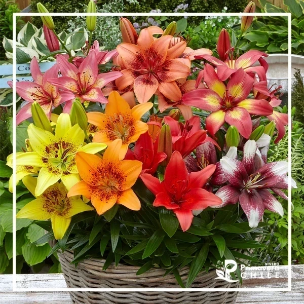 Liliums Pots