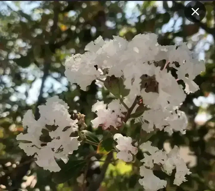 Crespon/Lagerstroemia Blanco 