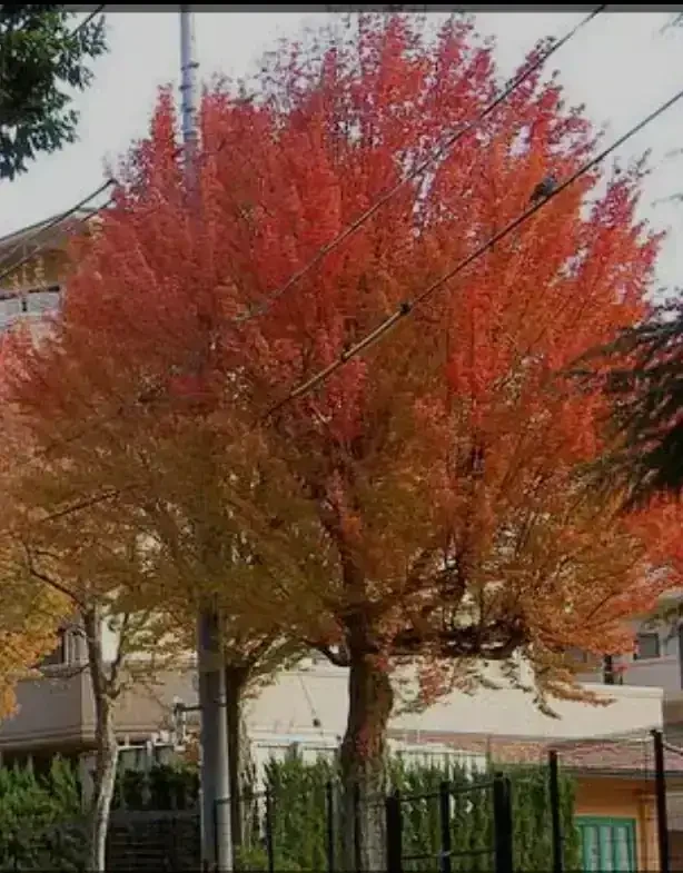 Acer Bueregeriano  2
