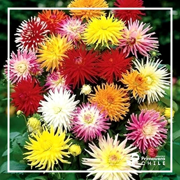 Semillas Dalia Cactus