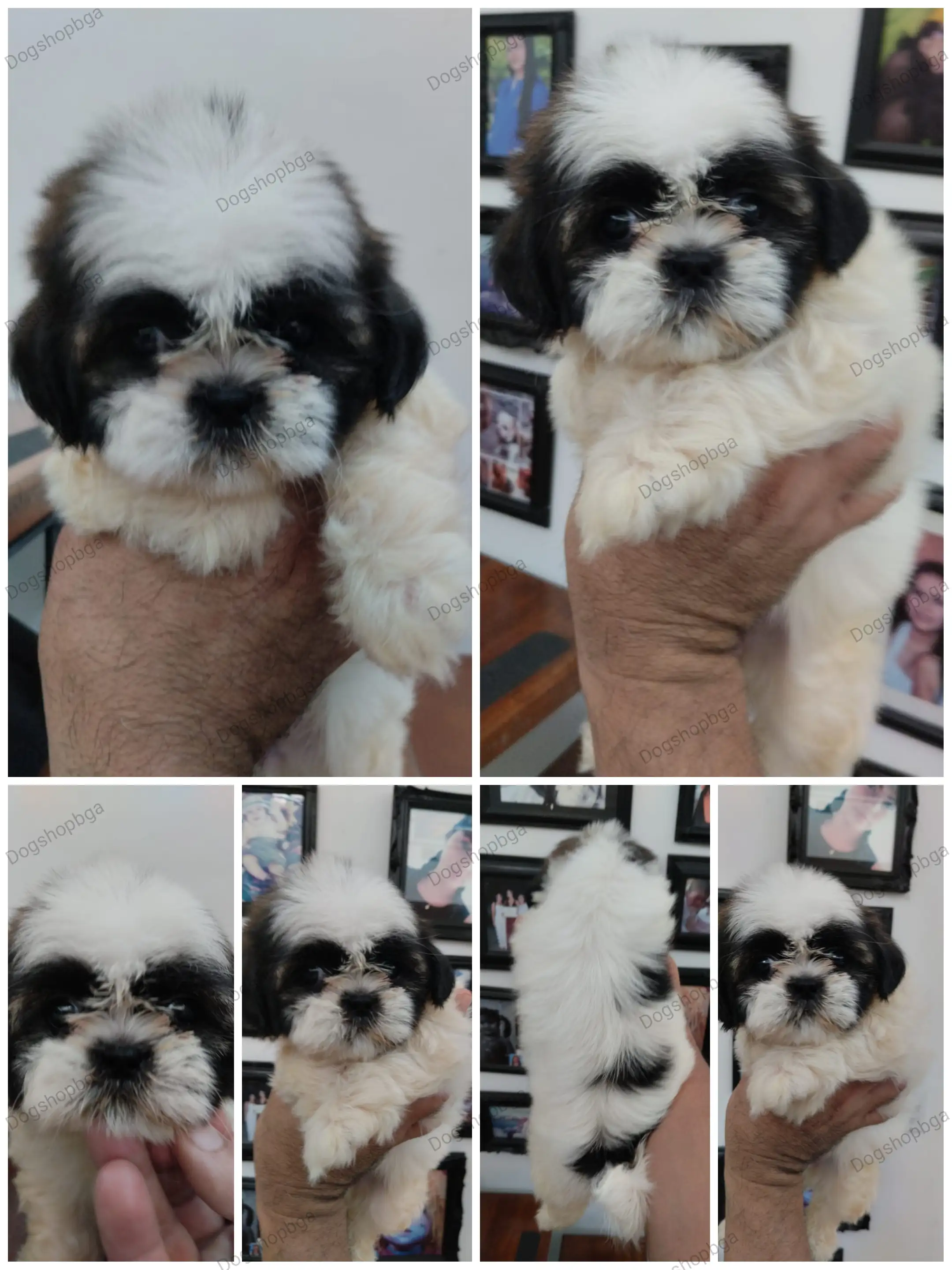 Shih Tzu 