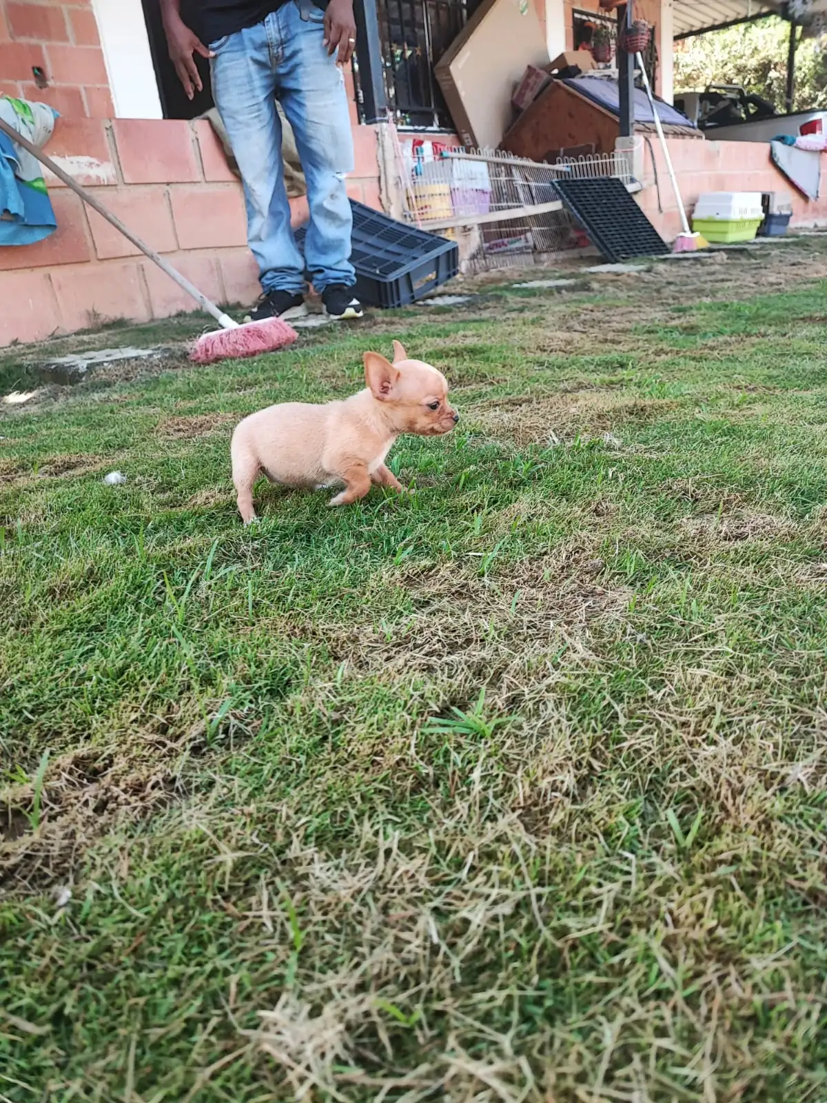 Chihuahua 🎀 2
