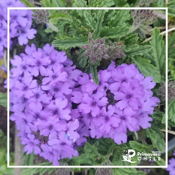 Verbena 3