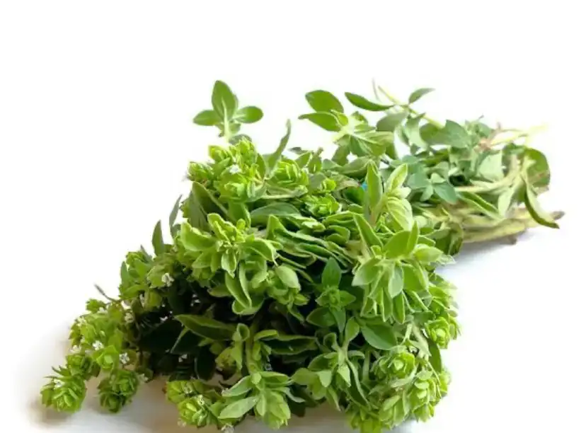 Oregano