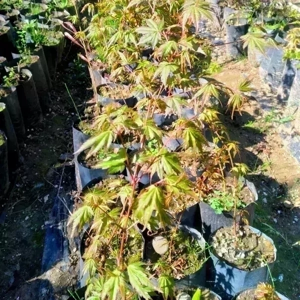 Acer japónico S 2