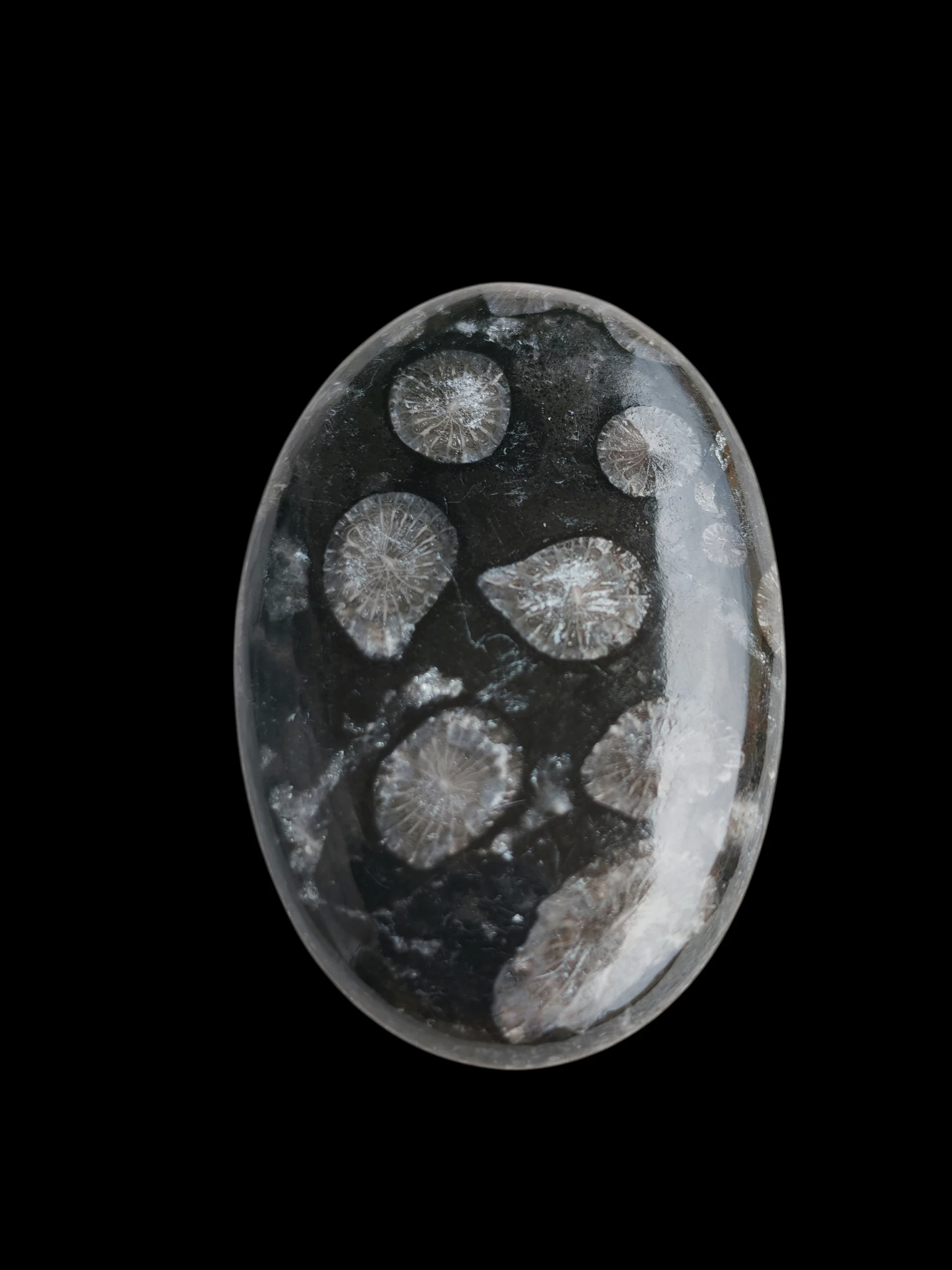 Cabujón de coral fósil negro 3