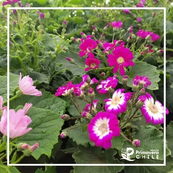 Cineraria Ángel  3