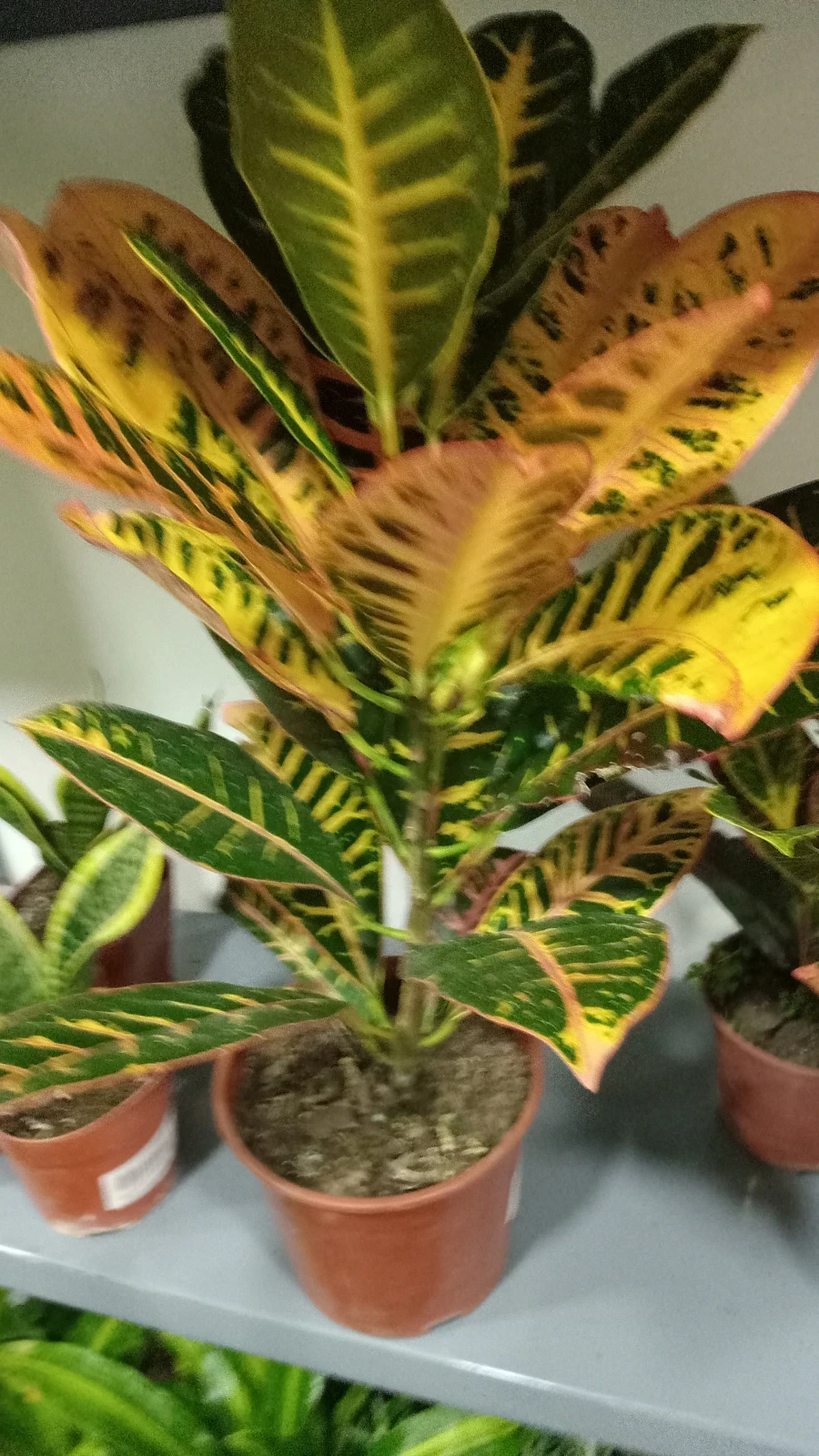 Croton Petra 50cm 3