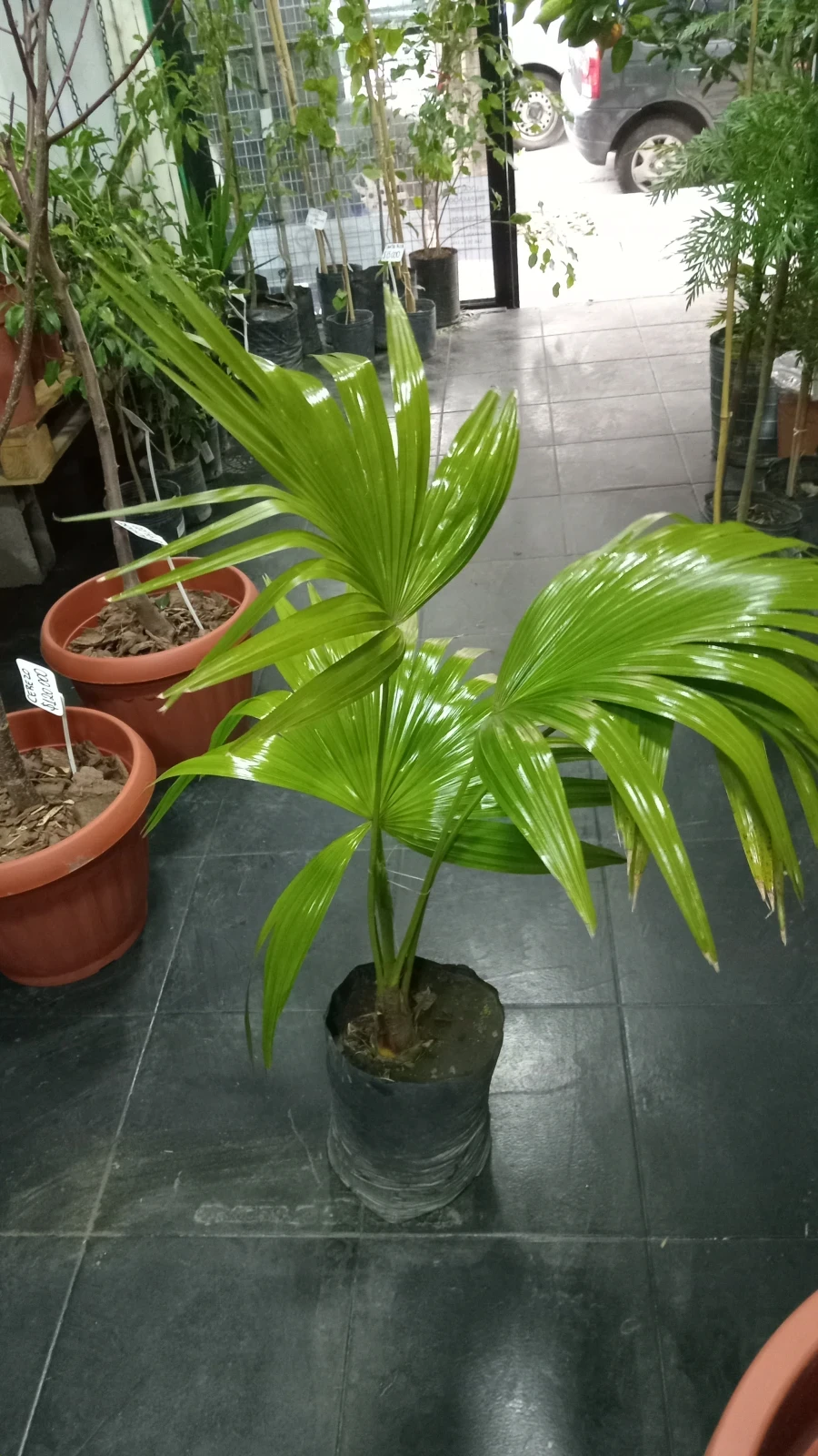 Whashingtonia 120cm 2