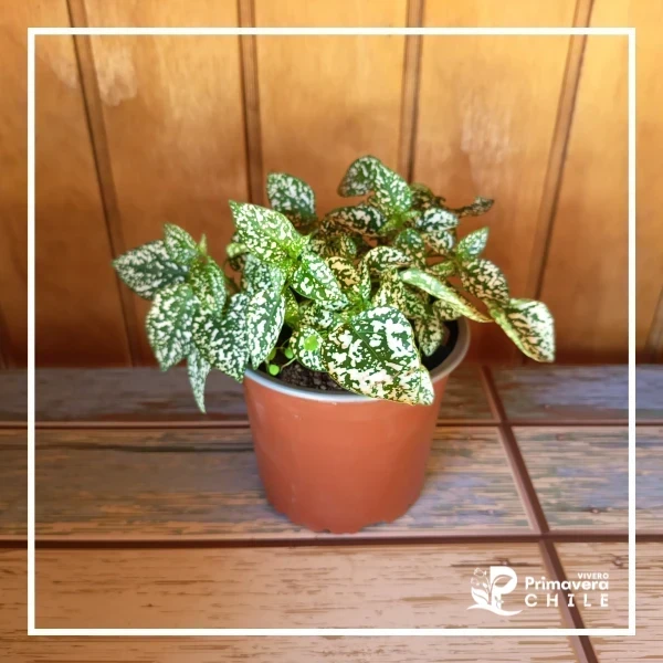 Hypoestes
