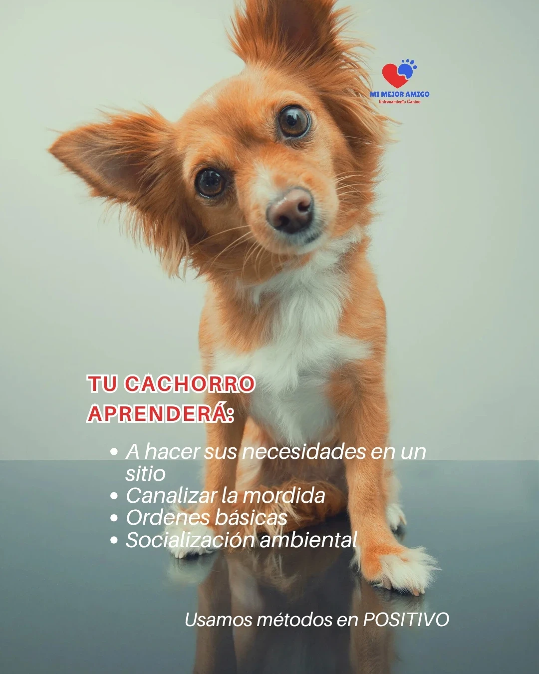 CURSO PARA CACHORROS 5