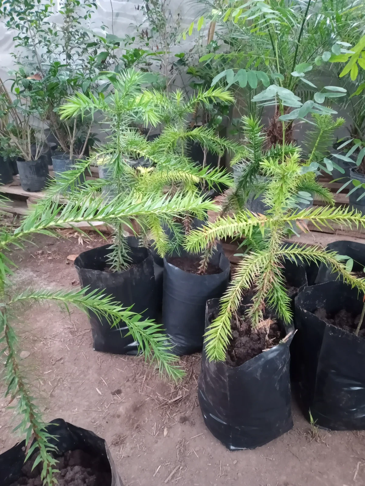 Araucaria bidwilli 2