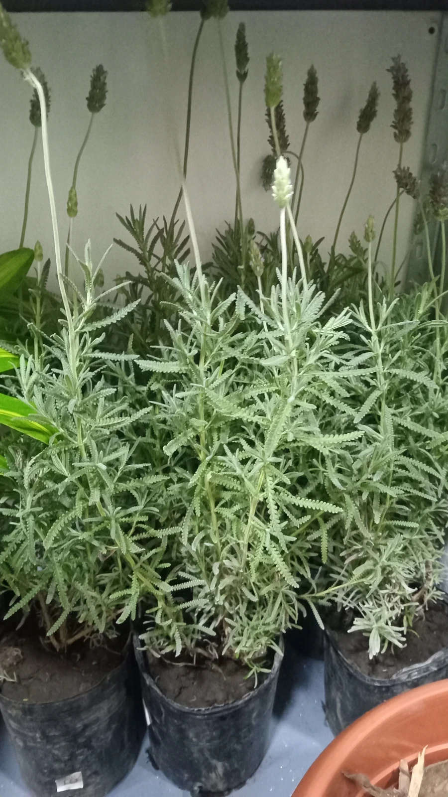 Lavanda  4