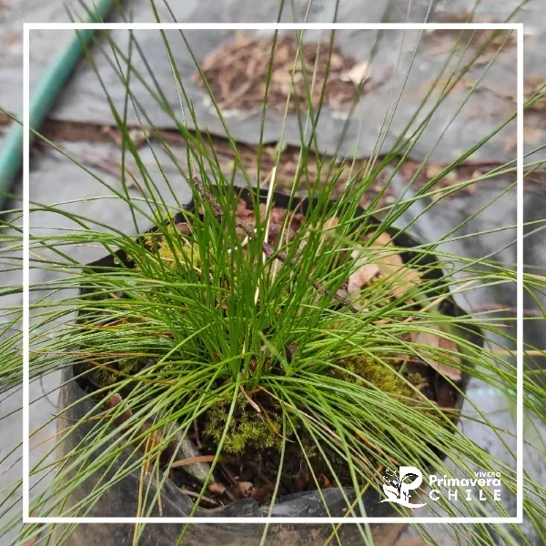 Isolepis Cernua