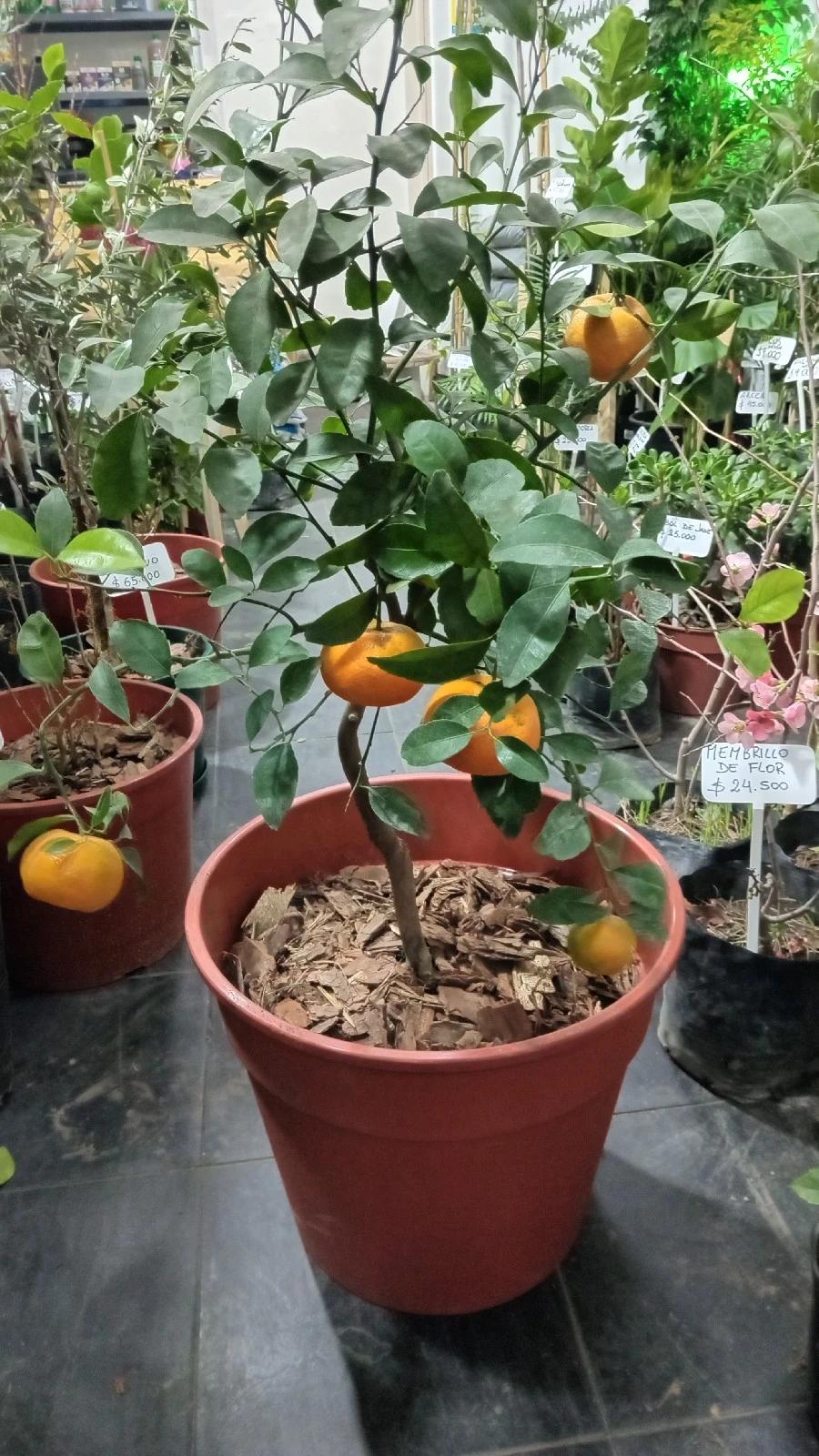 Mandarina Dancy Enana c/maceta 5