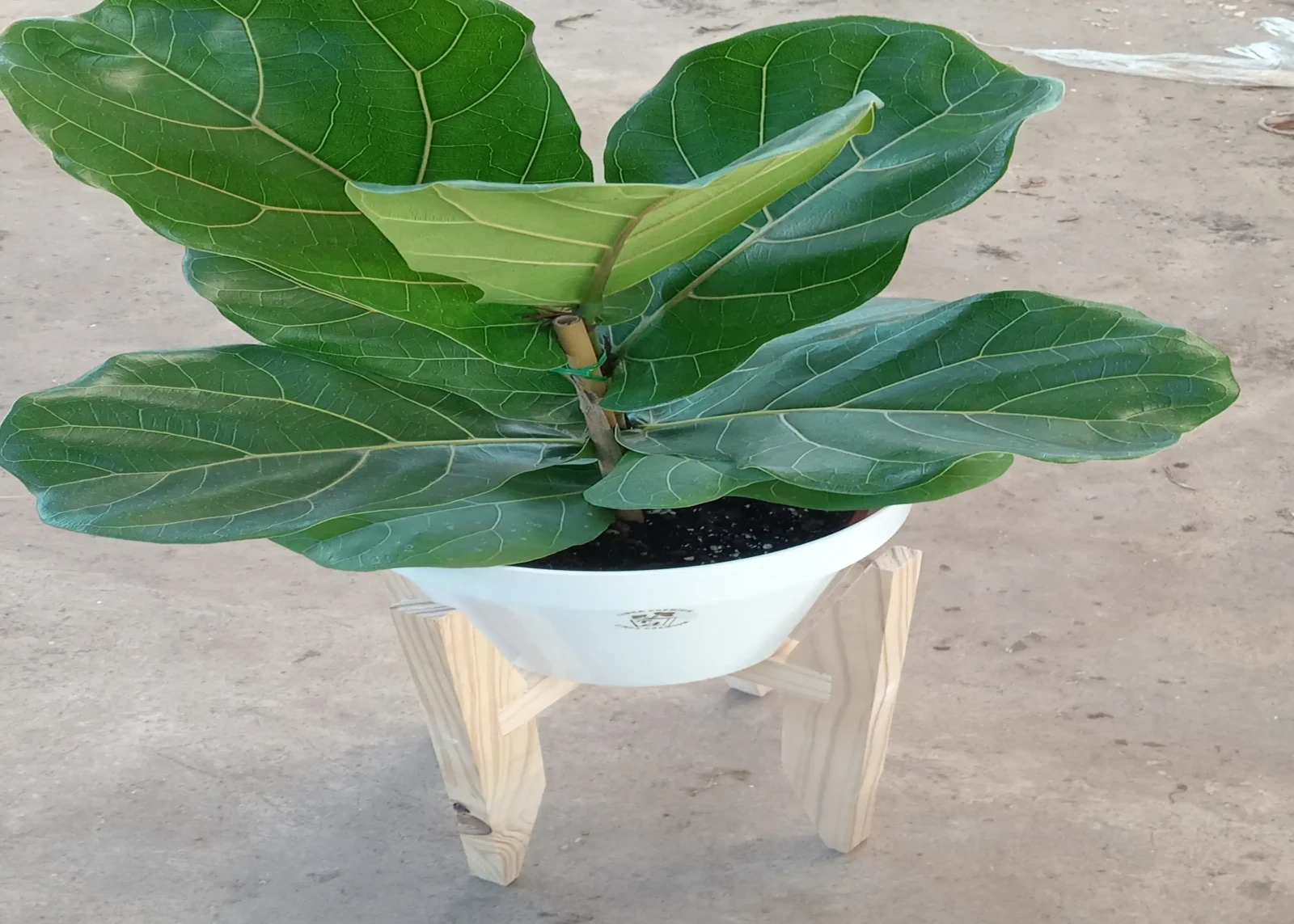Pandurata 90 cm. Con Maceta 2