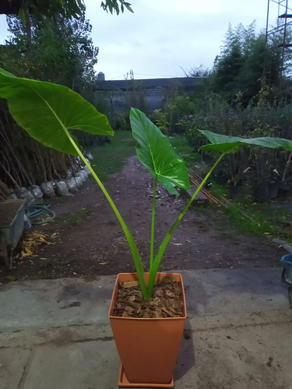 Alocasia c/maceta piramidal  3