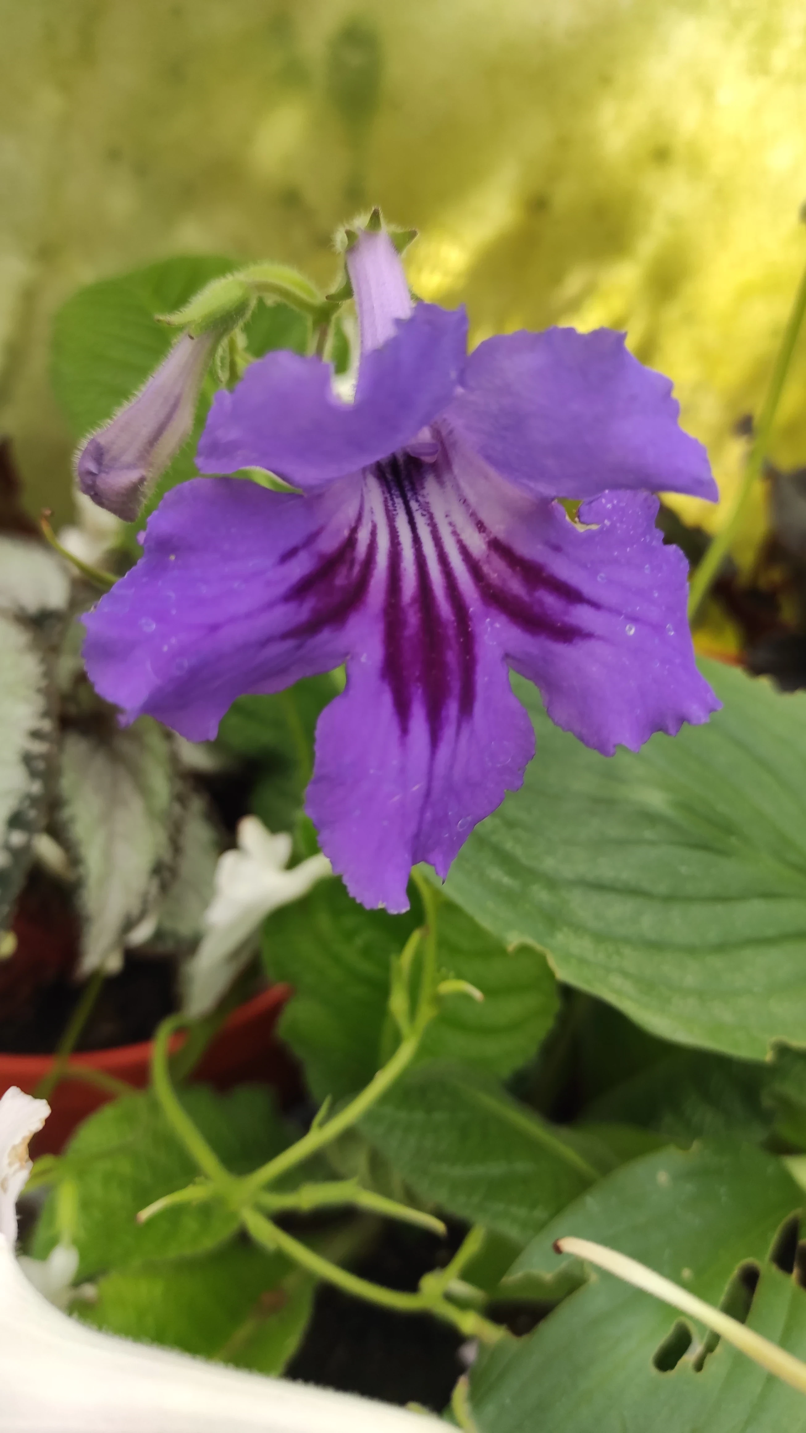 Streptocarpus 