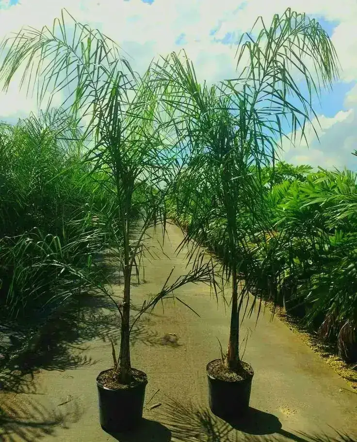 Coco plumosa 2