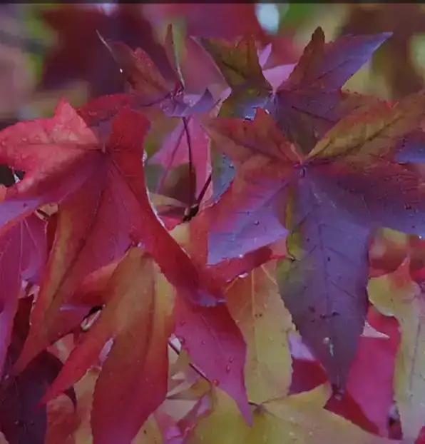 Liquidambar 