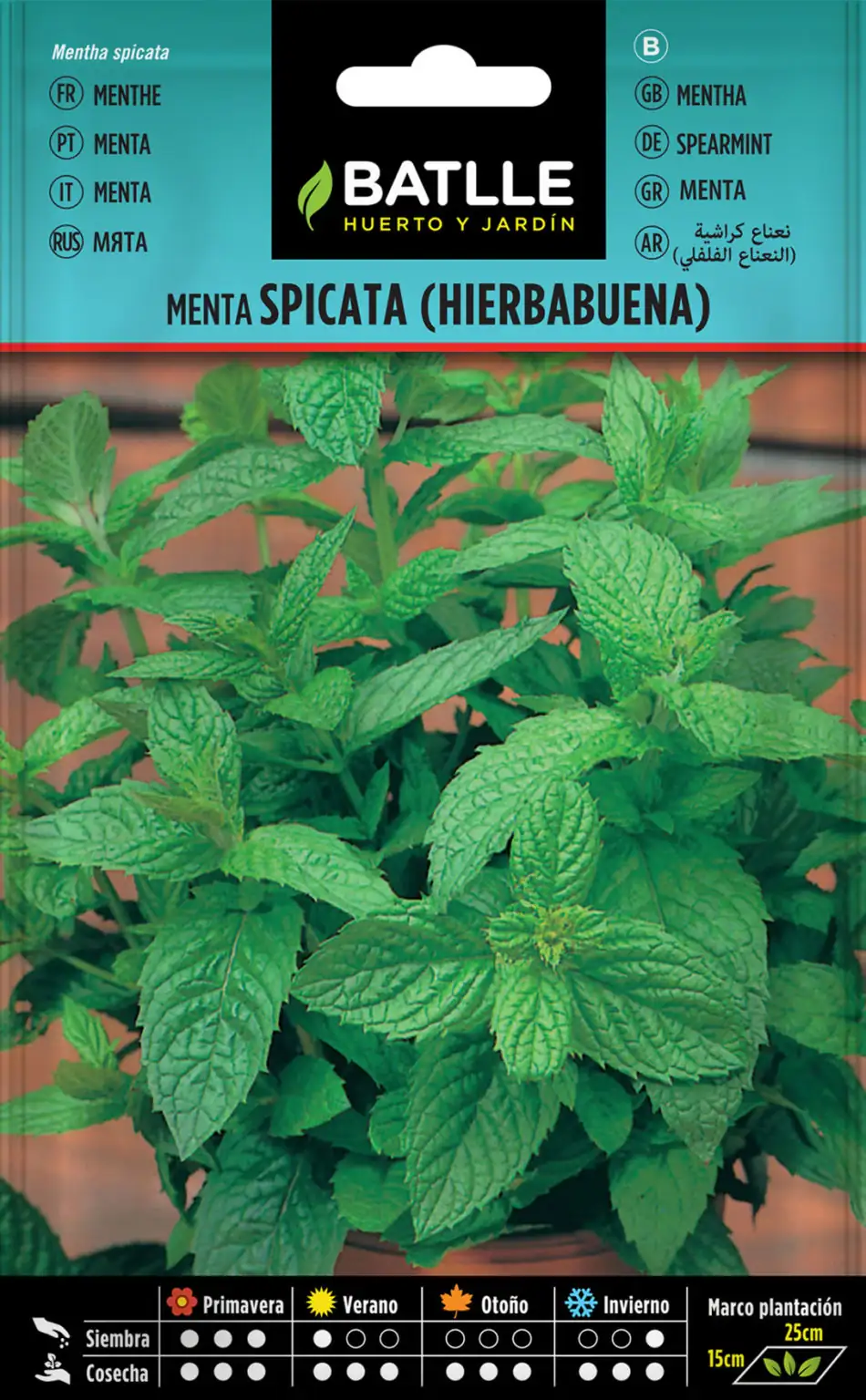 HIERBABUENA-MENTA PIPERITA