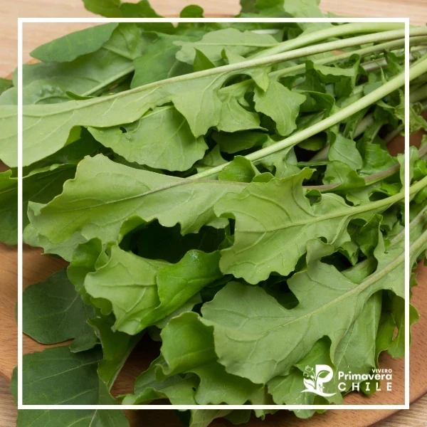 Almacigo Rúcula Cultivada 3