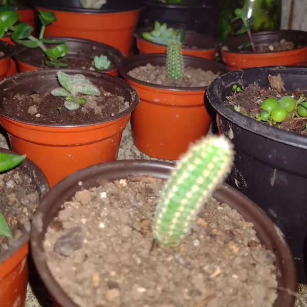 Plantas 