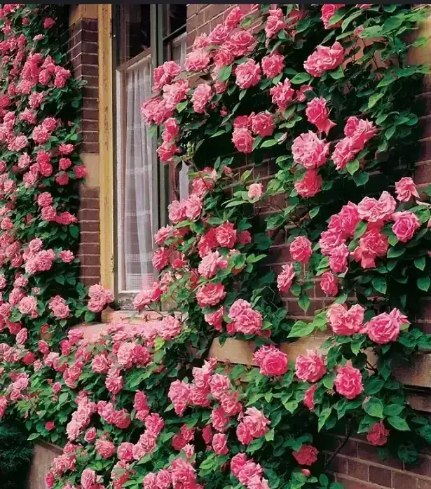 Rosa trepadora  3
