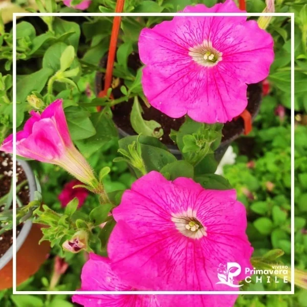 Petunia Easy Wave