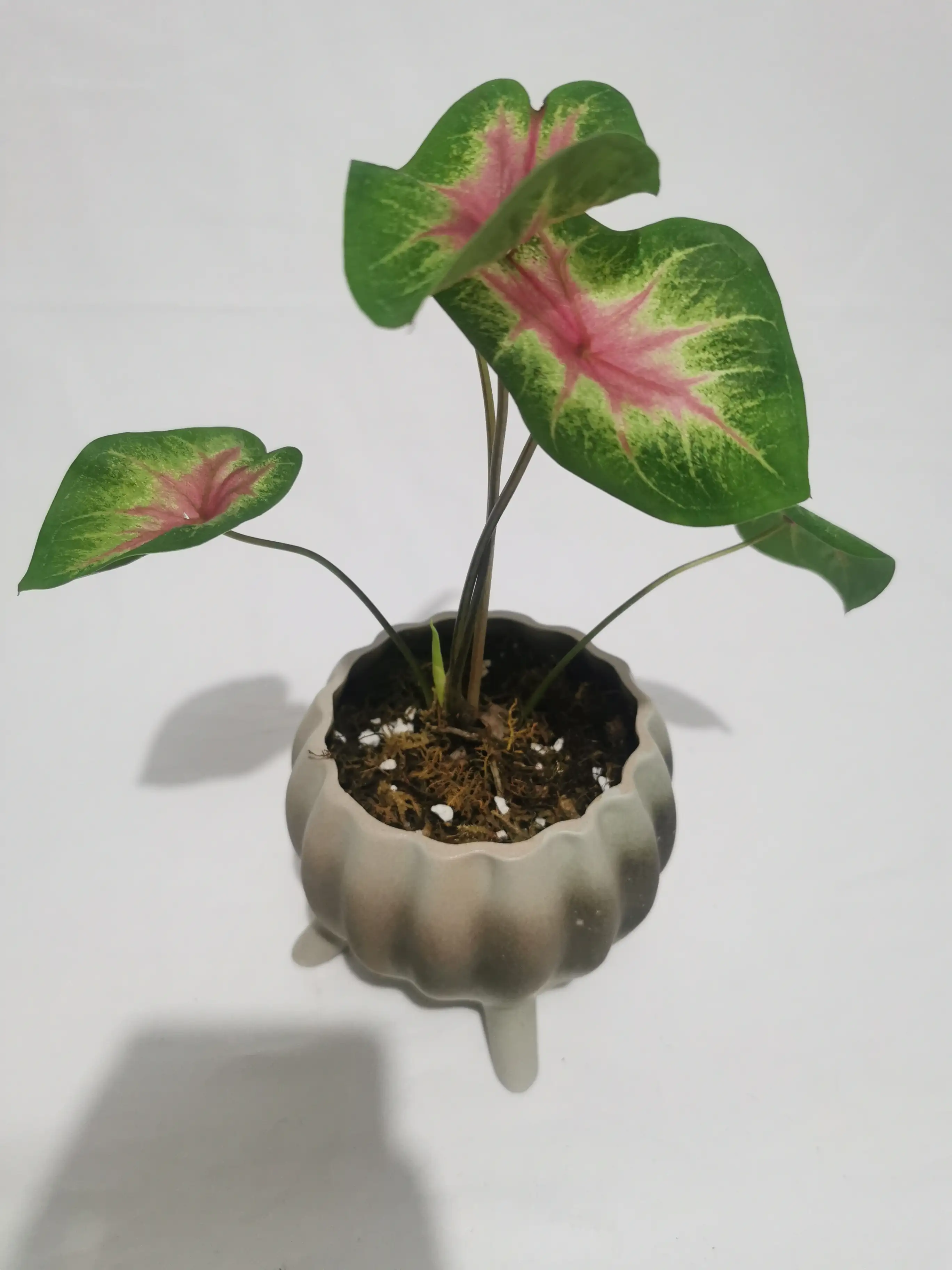 CALADIUM PARTY PUNCH