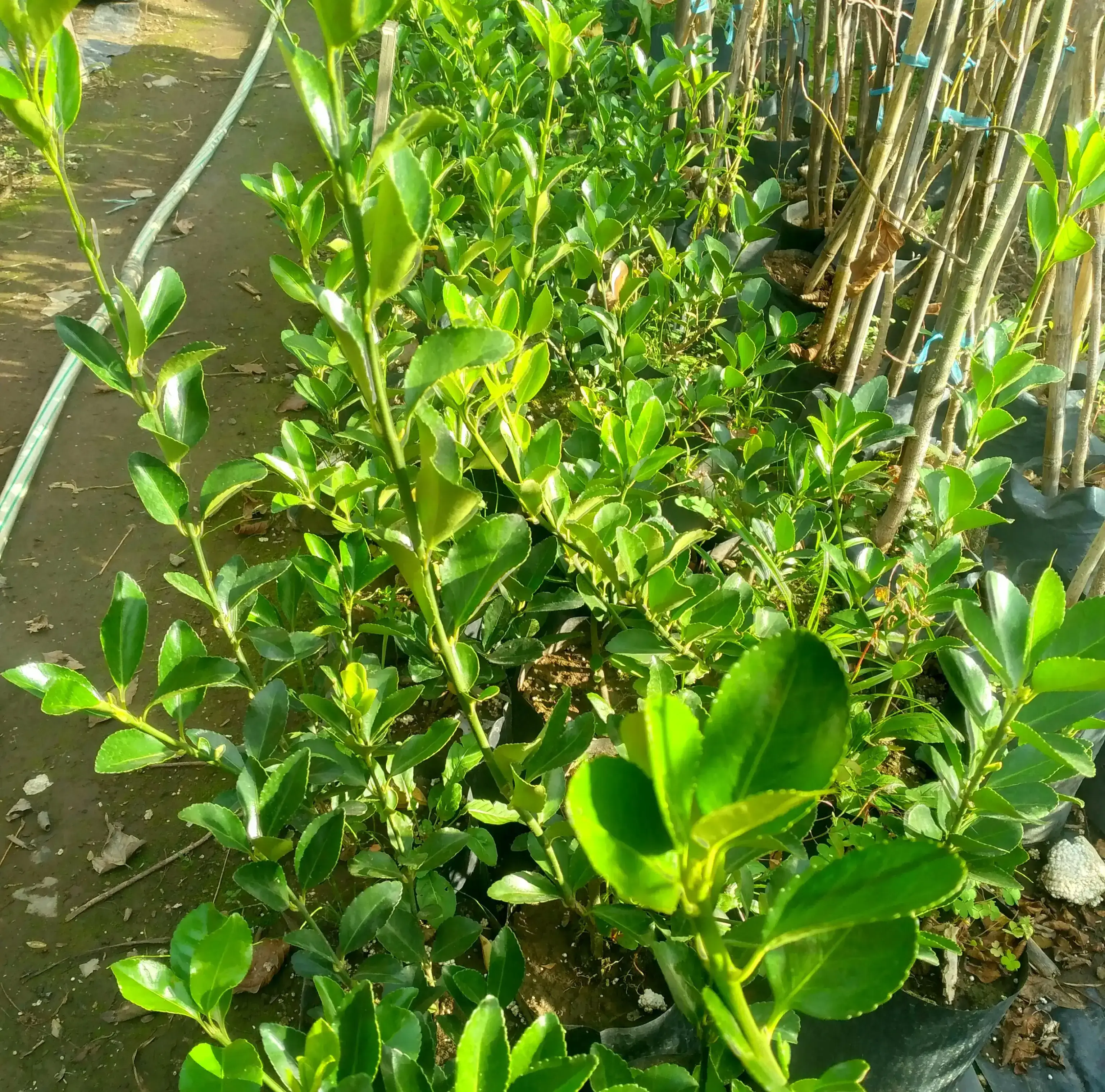 Evónimo verde 3