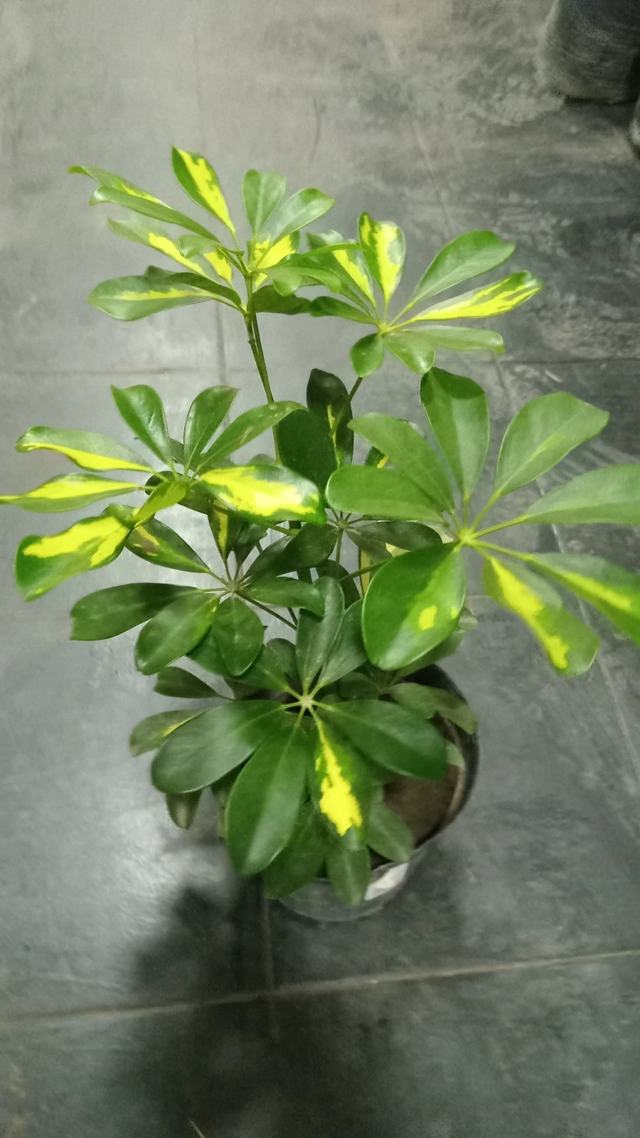 Aralia 2