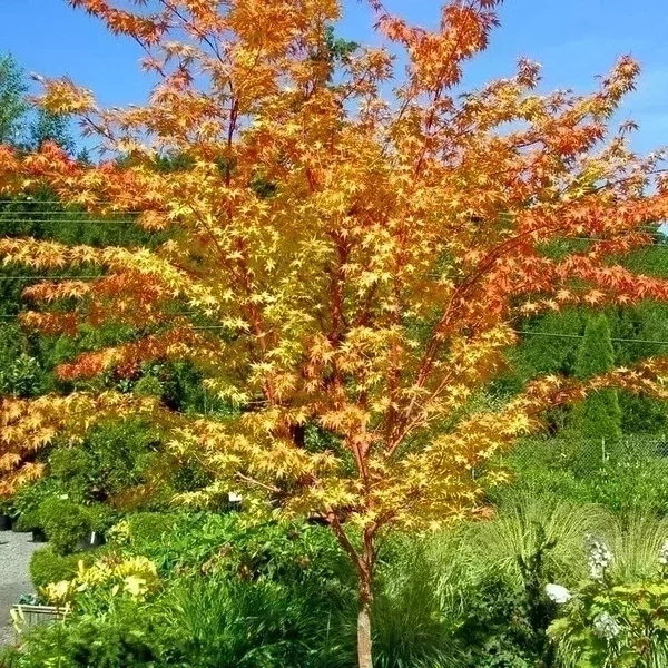 Acer japónico S