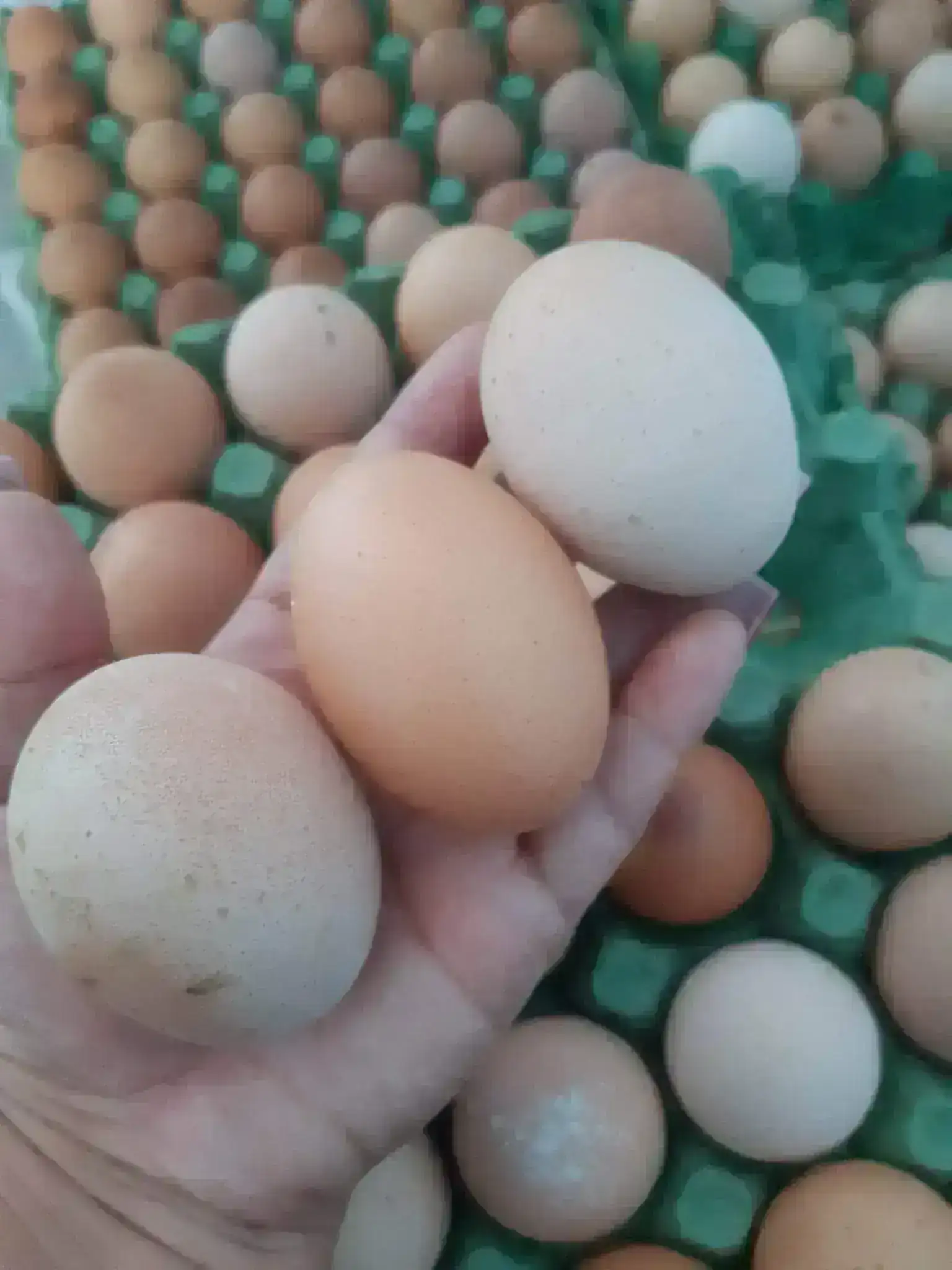 HUEVOS CRIOLLOS ROSADOS 2